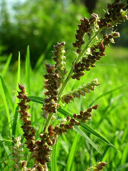 Echinochloa crus-galli / Giavone comune